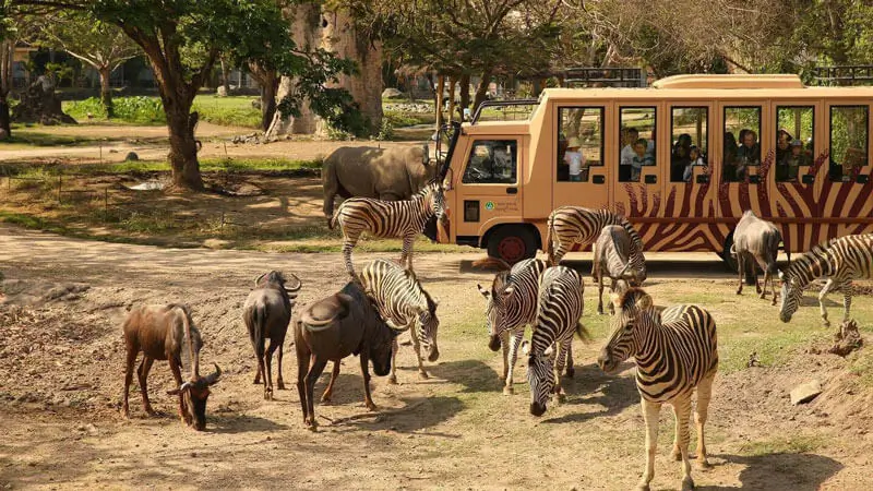 Wisatawan melihat zebra dan satwa liar dalam Safari Journey di Bali Safari & Marine Park