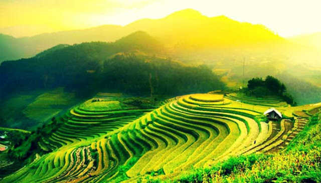 Teras Sawah Jatiluwih atau Tegallalang